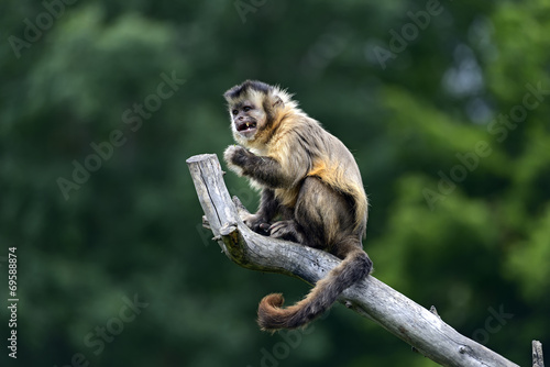 Photography Capuchin