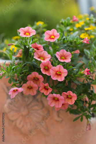 Fototapeta Naklejka Na Ścianę i Meble -  red petunias flowers in garden