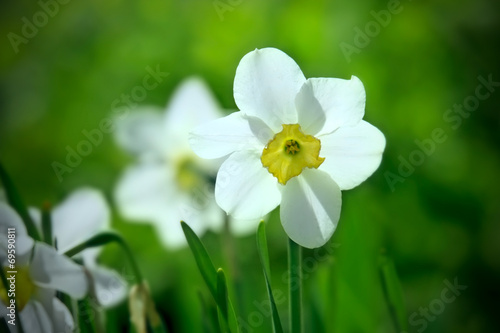 White narcissus flower