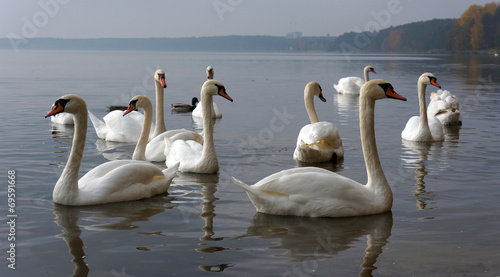 Swans photo