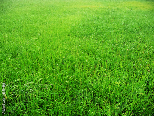 Grüner Rasen, saftige Wiese - Weide