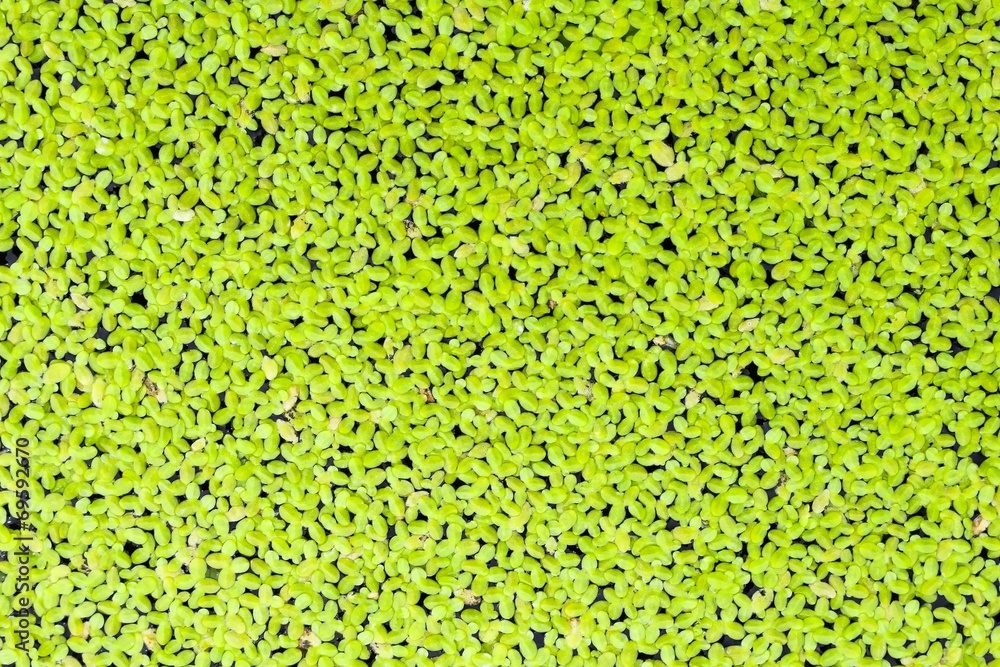 Duckweed covered on the water surface Duckweed covered on the water surface