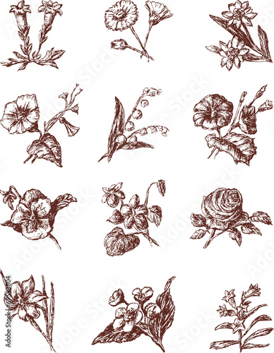 Fototapeta Naklejka Na Ścianę i Meble -  Cultivated flowers