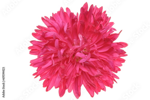 Red flower dahlia head isolated on white background