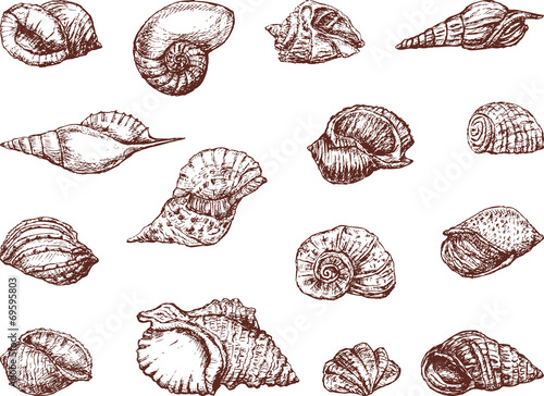 Sea cockleshells