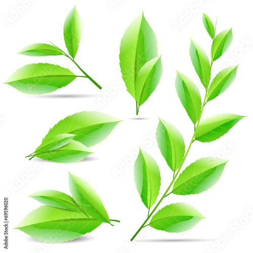 vector illustration set of a collage of green tea leaves