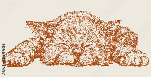 Sleeping kitten