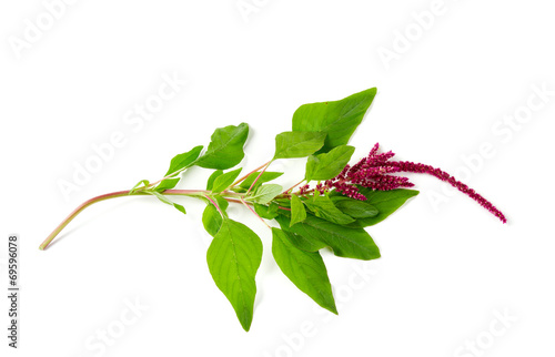 Photos amaranth flower isolated on white