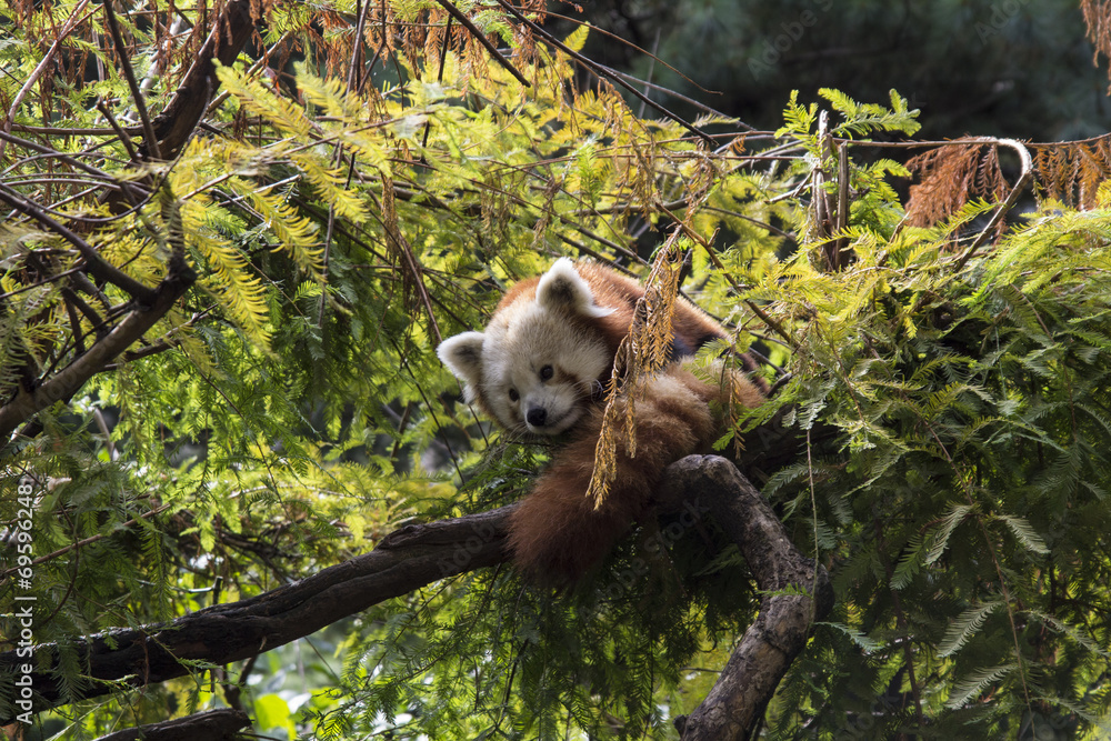 Fototapeta premium Red panda on tree
