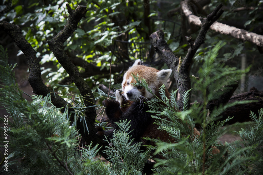 Fototapeta premium Red panda on tree