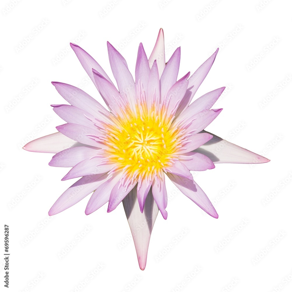 lotus flower isolated on white background. lotus flower isolated on white background.