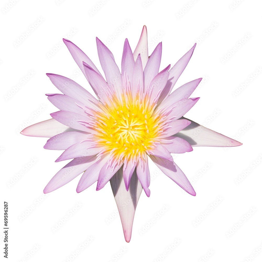 lotus flower isolated on white background.