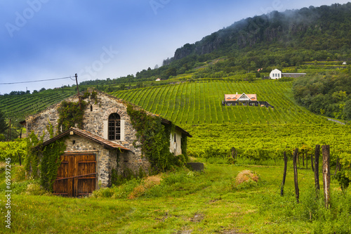 Canvas Print Winery, vineyard landscape in Hungary.