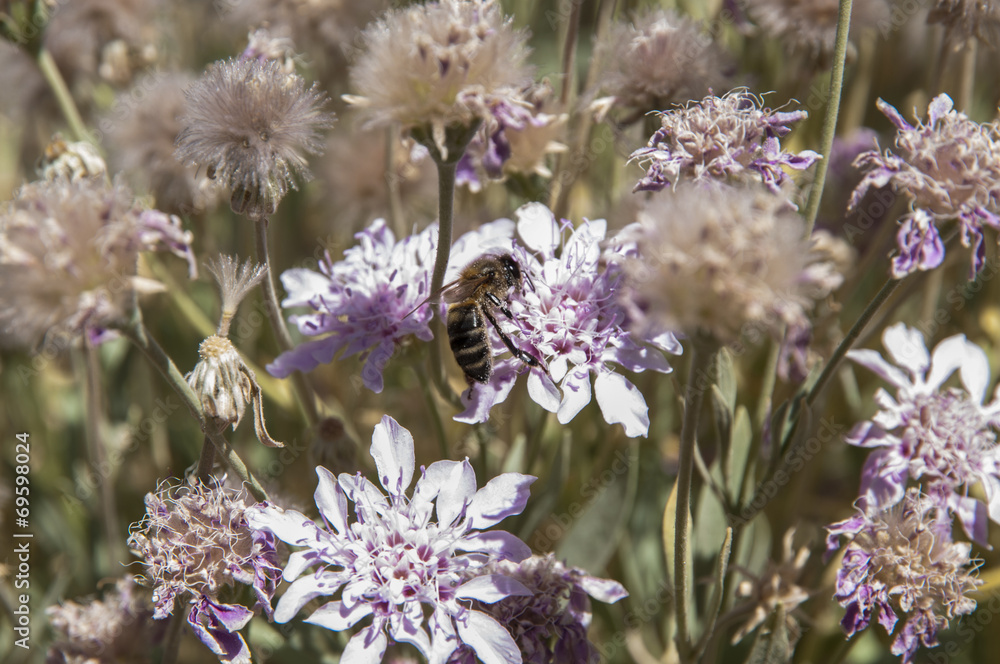 Bee collecting honey Bee collecting honey