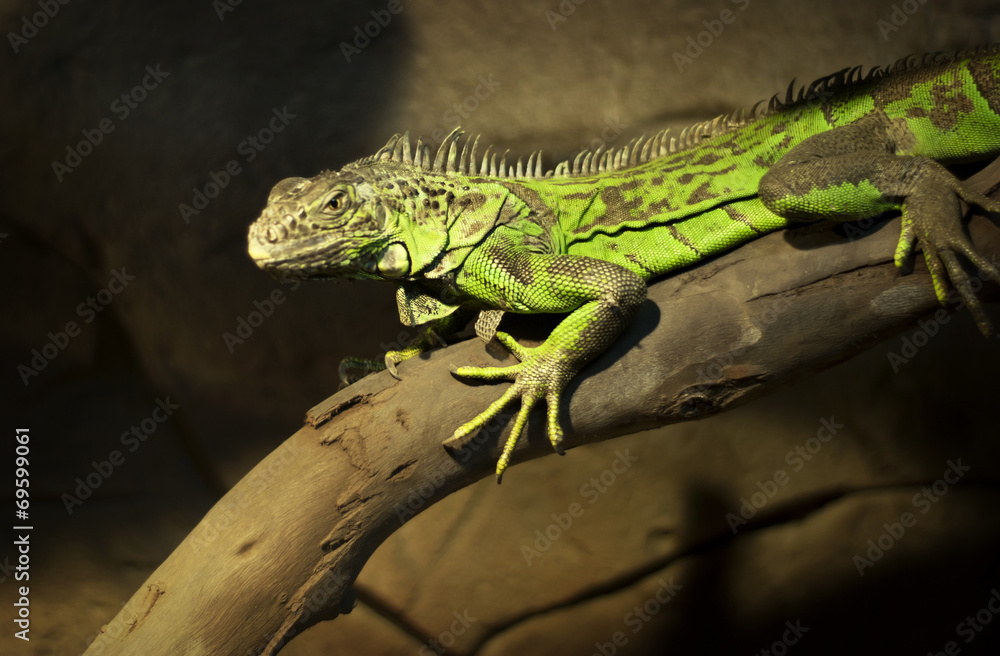 Iguana Iguana