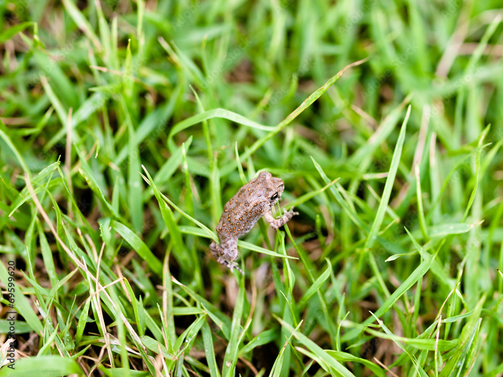 Frog in Grass