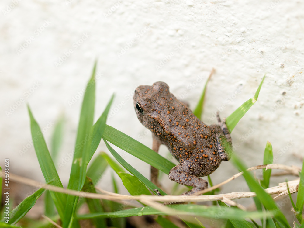 Fototapeta premium Frog in Grass