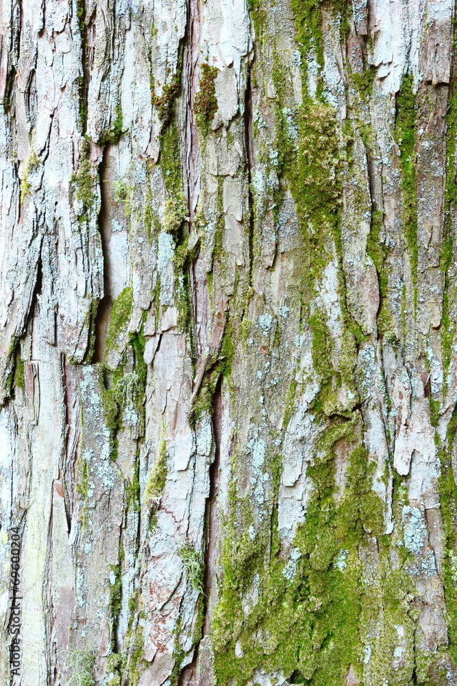 Obraz premium 杉の木の樹皮