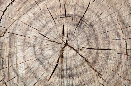 Cracked trunk of an old tree