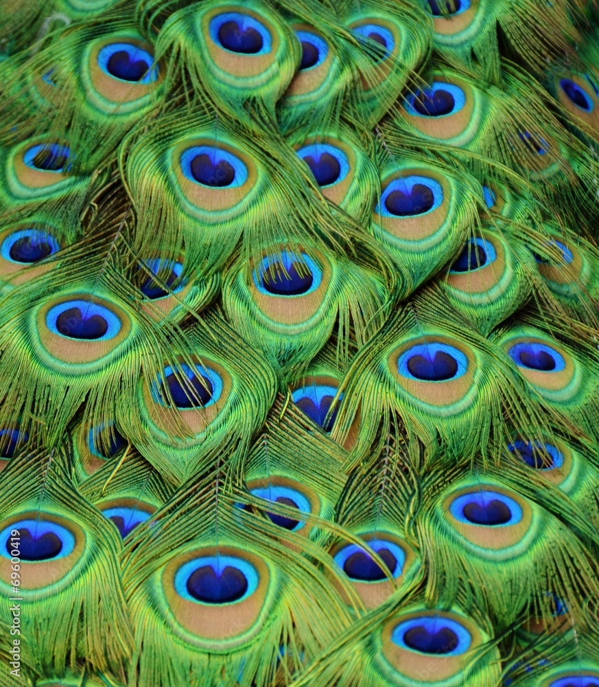 Obraz premium Peacock Tailfeathers