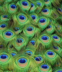 Peacock Tailfeathers