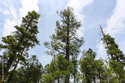 Pine Trees In Payson  AZ