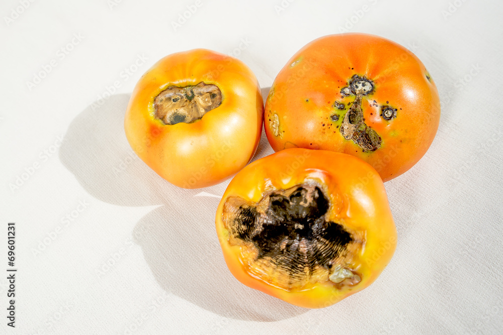 Blossom end rot on a tomato