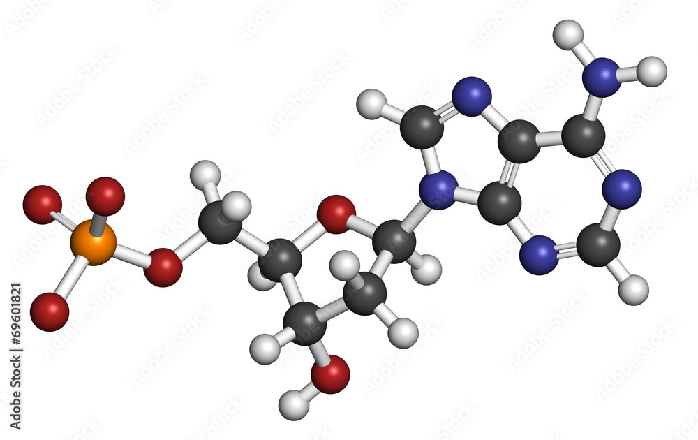 Deoxyadenosine monophosphate (dAMP) nucleotide molecule. Deoxyadenosine monophosphate (dAMP) nucleotide molecule.