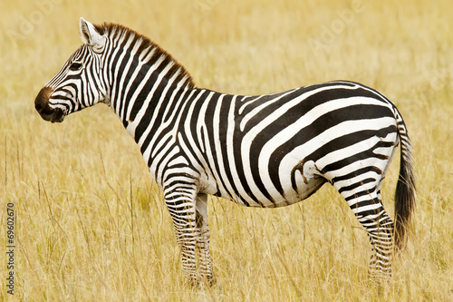 Zebra on the Masai Mara in Africa