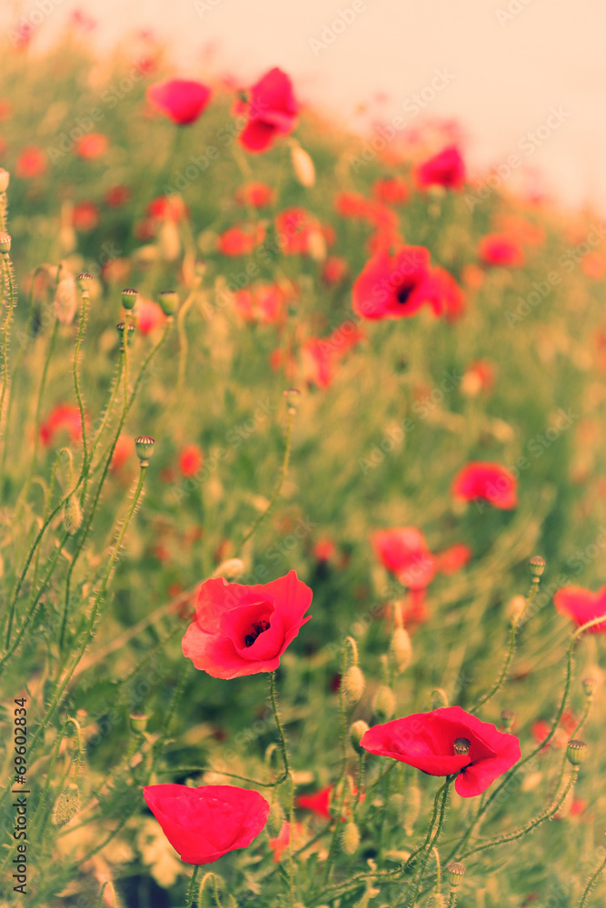 Fototapeta premium Poppy flowers, outdoors