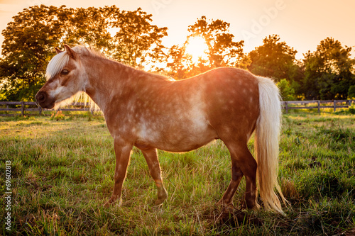 Shetland Pony