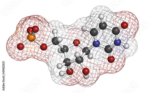 Uridine monophosphate (UMP, uridylic acid) nucleotide molecule. photo