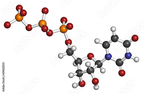 Uridine triphosphate (UTP) nucleotide molecule. photo