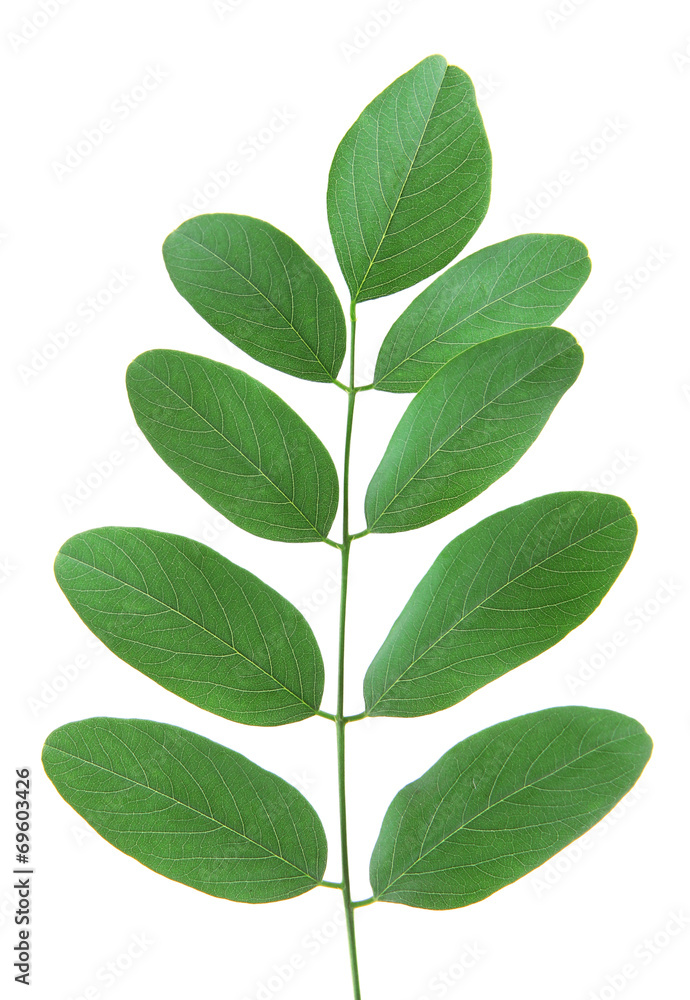 Acacia brunch on white background isolated Acacia brunch on white background isolated