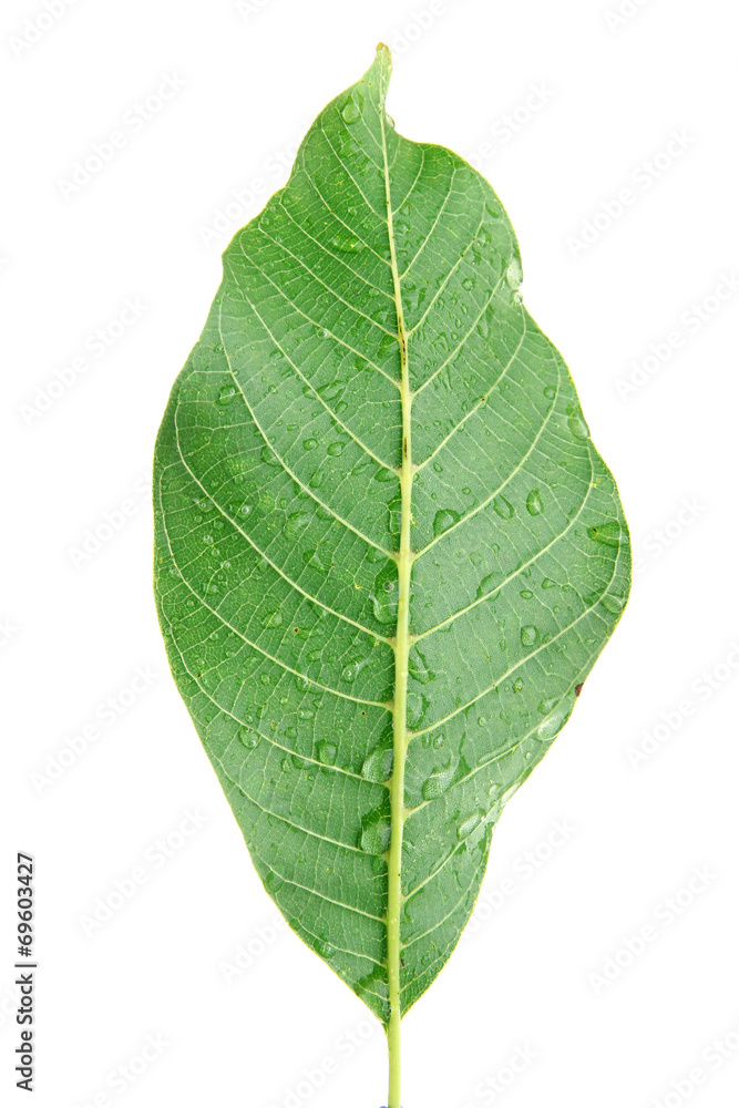 Walnut leaf on white background isolated Walnut leaf on white background isolated