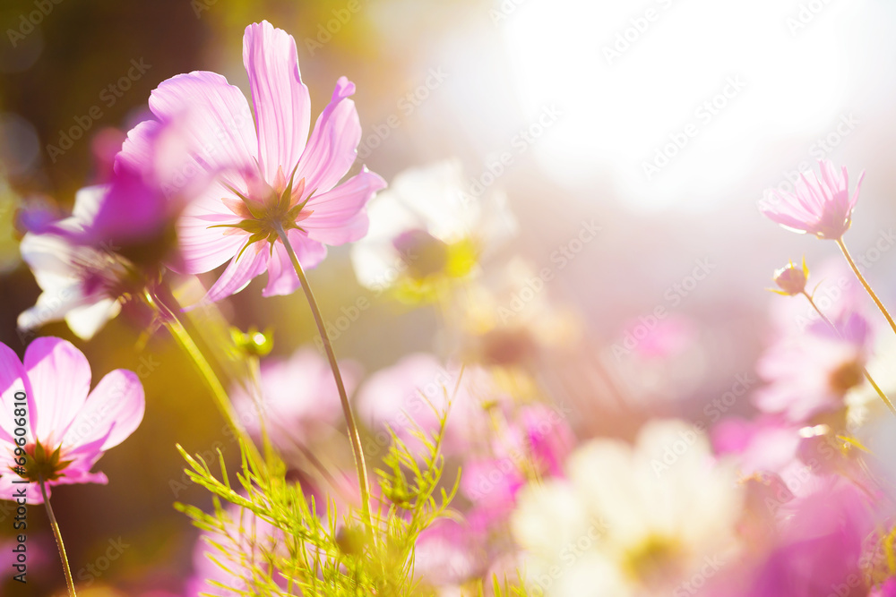 Cosmos flowers Cosmos flowers
