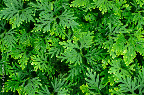 green leaf background