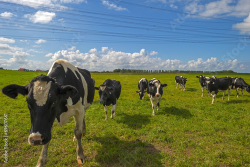 Cows in a meadow in summer © Naj