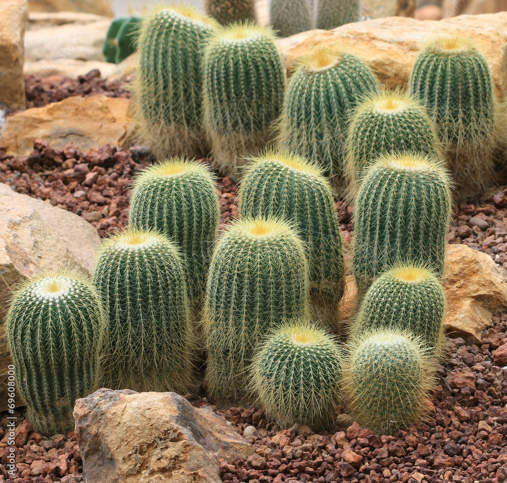 closeup of photo, cactus kind succulent plant closeup of photo, cactus kind succulent plant