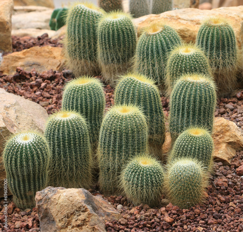 closeup of photo, cactus kind succulent plant