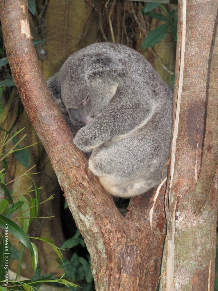 Fototapeta premium koala beim mittagsschlaf