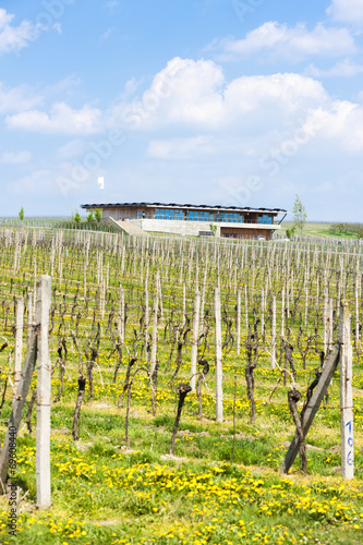 vineyard called Sonberk, Czech Republic photo