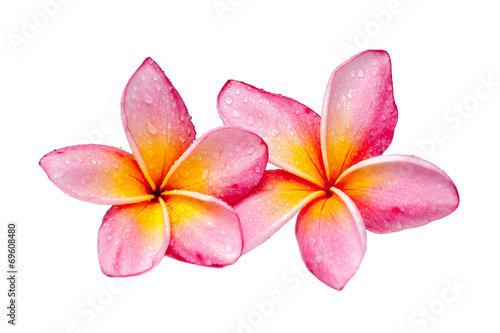 Plumeria