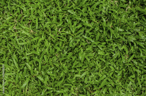 Background of green grass.