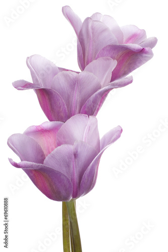 Fototapeta Naklejka Na Ścianę i Meble -  tulip