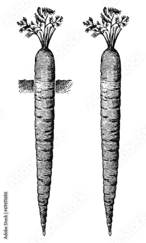 Carotte Rouge Longue D'Altringham