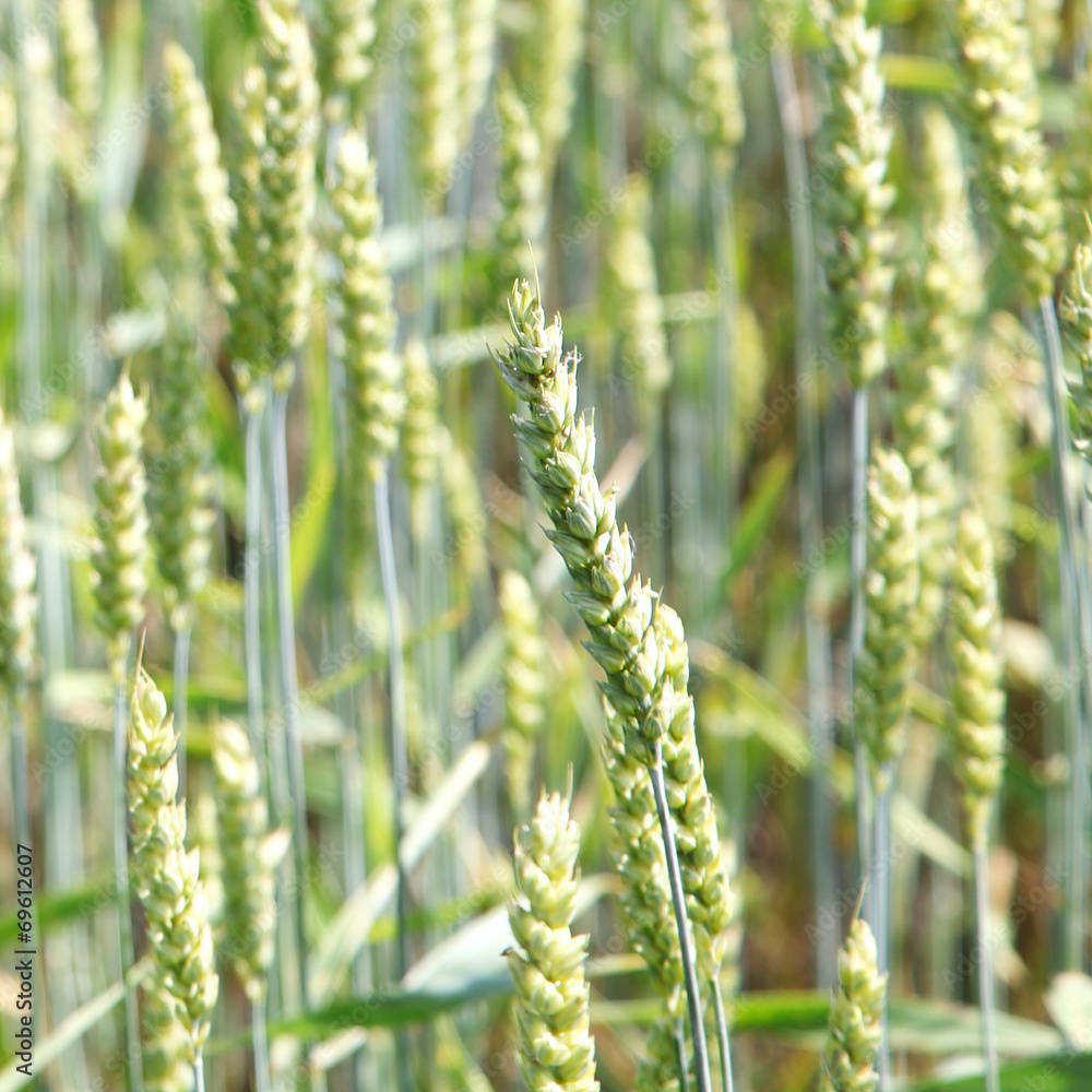 Ear young wheat in a field in summer.