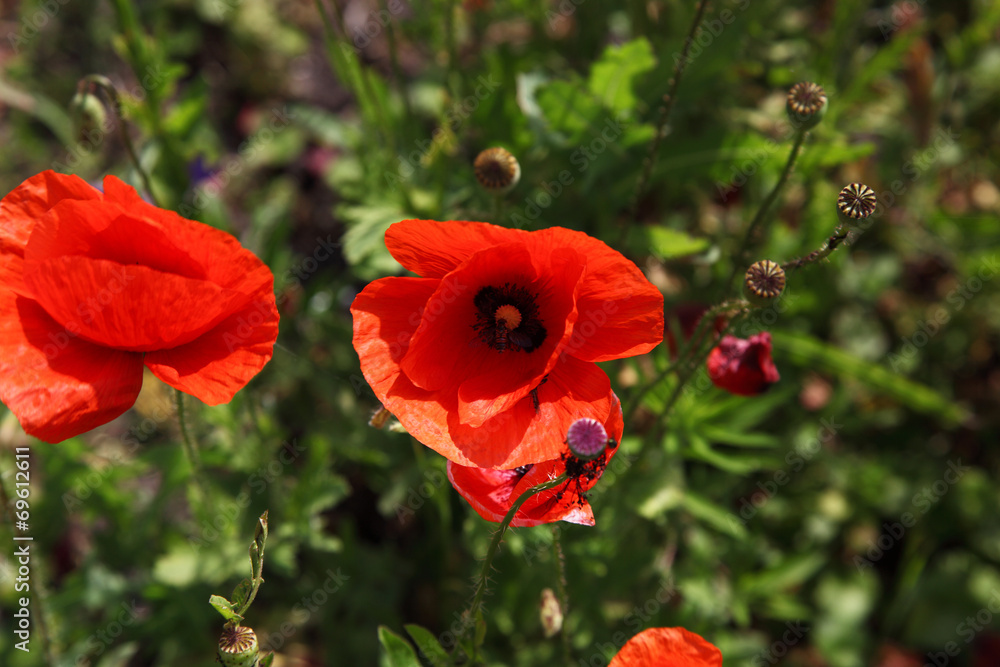 Fototapeta premium Beautiful red poppies in a field.