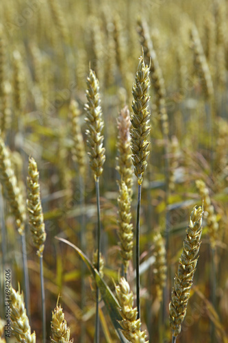 Ears young wheat in a field in summer.