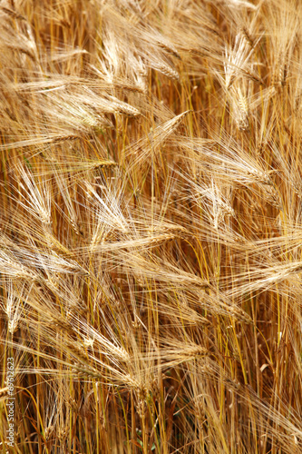 Ears young barley field in summer.